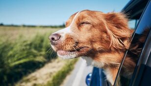 Dog_in_car_1024x652_1024x585